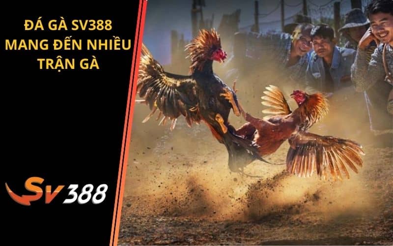 Đá gà SV388 mang đến nhiều trận gà và đặt cược trực tiếp