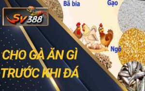 Cho gà ăn gì trước khi đá