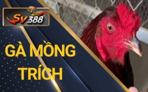 Gà mồng trích