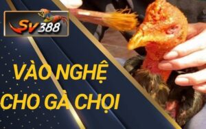 Vào nghệ cho gà chọi