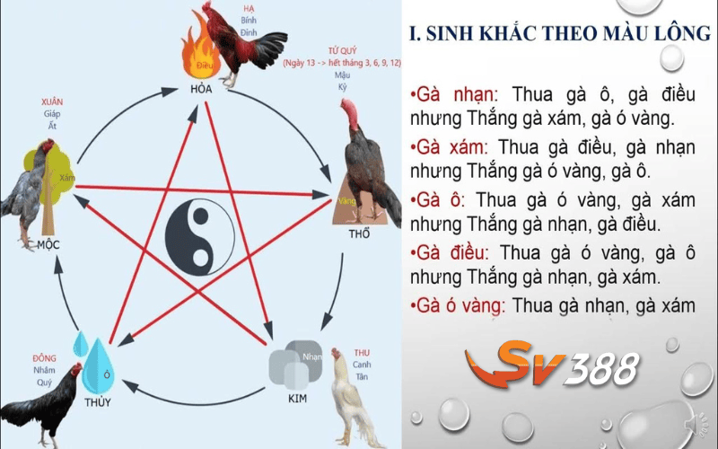 Xem ngày đá gà dựa trên yếu tố ngũ hành tương sinh tương khắc